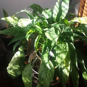 Meet your Posher, Vera